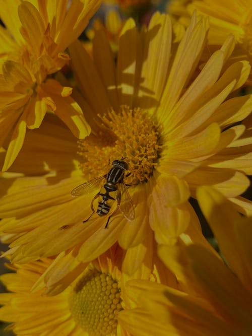 Photos gratuites de abeille, fleurs jaunes, insecte