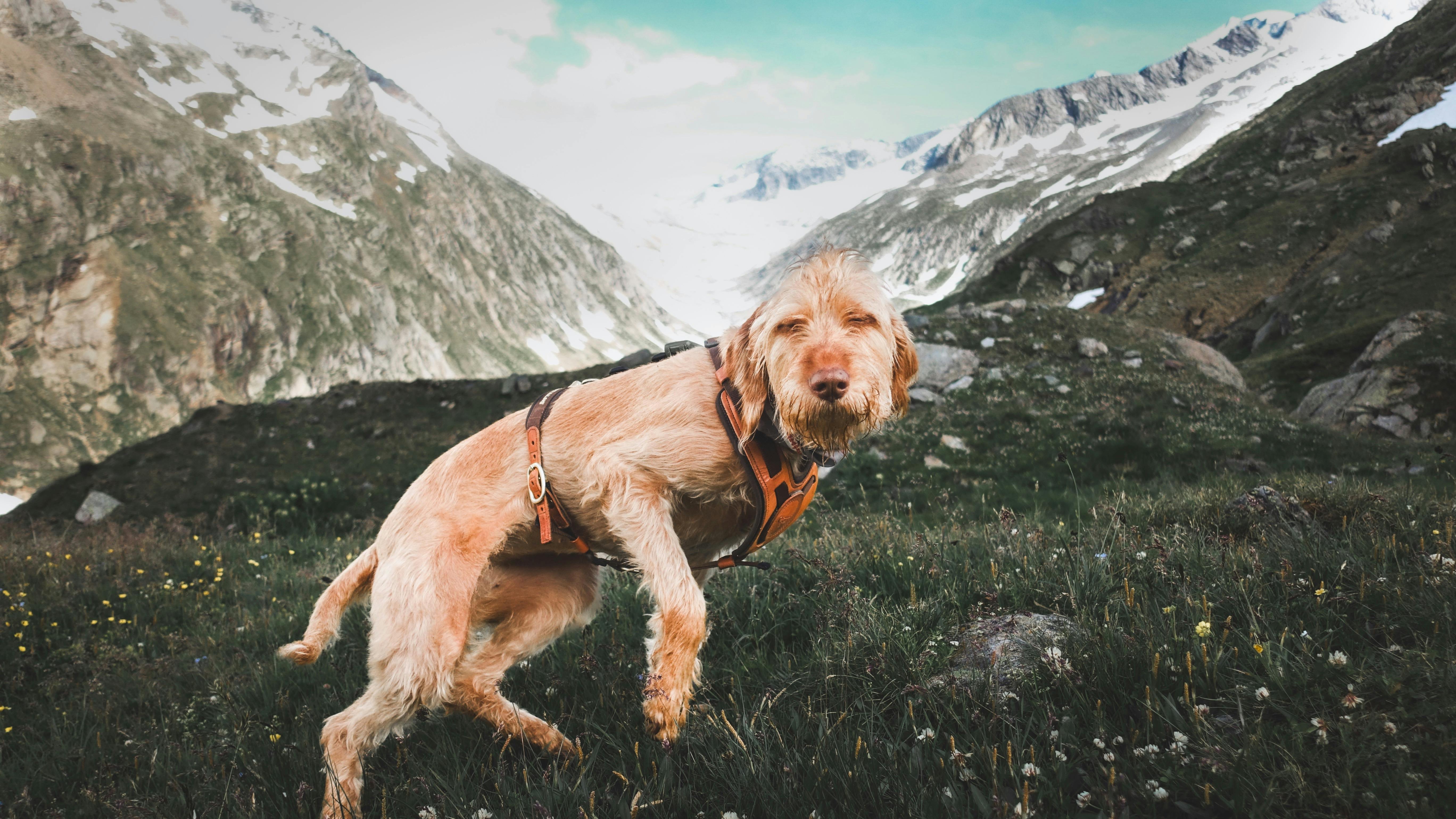 spinone italiano dog on mountain