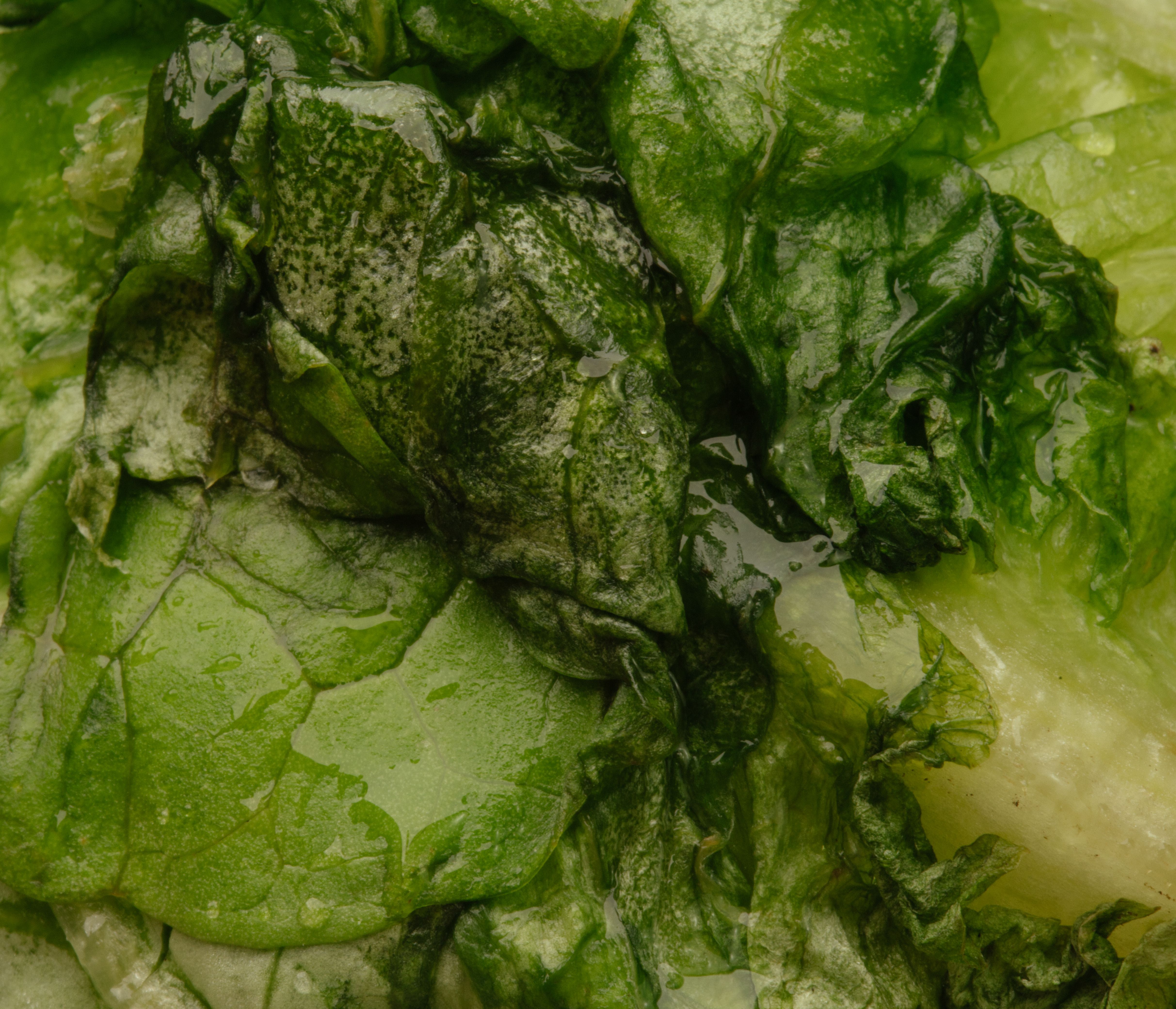 Fresh and wet green lettuce leaves captured in a detailed close-up, highlighting natural texture.