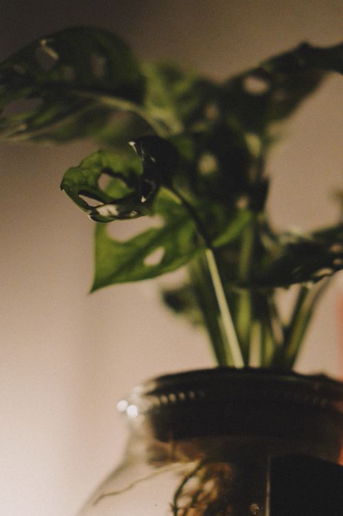 Free Artistic close-up image of monstera leaves in a glass jar with dramatic lighting. Stock Photo