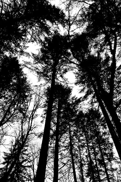Trees in Park in Black and White