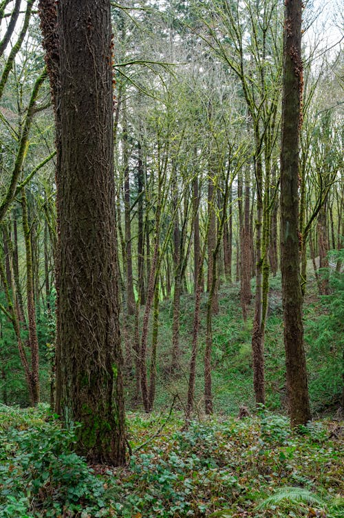 Gratis stockfoto met bladeren, bomen, Bos