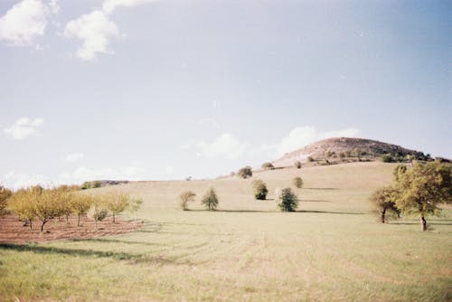 나무, 농촌의, 시골의 무료 스톡 사진