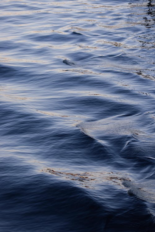 Immagine gratuita di acquatico, mare, oceano