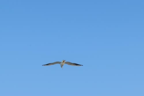 Seagull Soaring in the Blue Sky