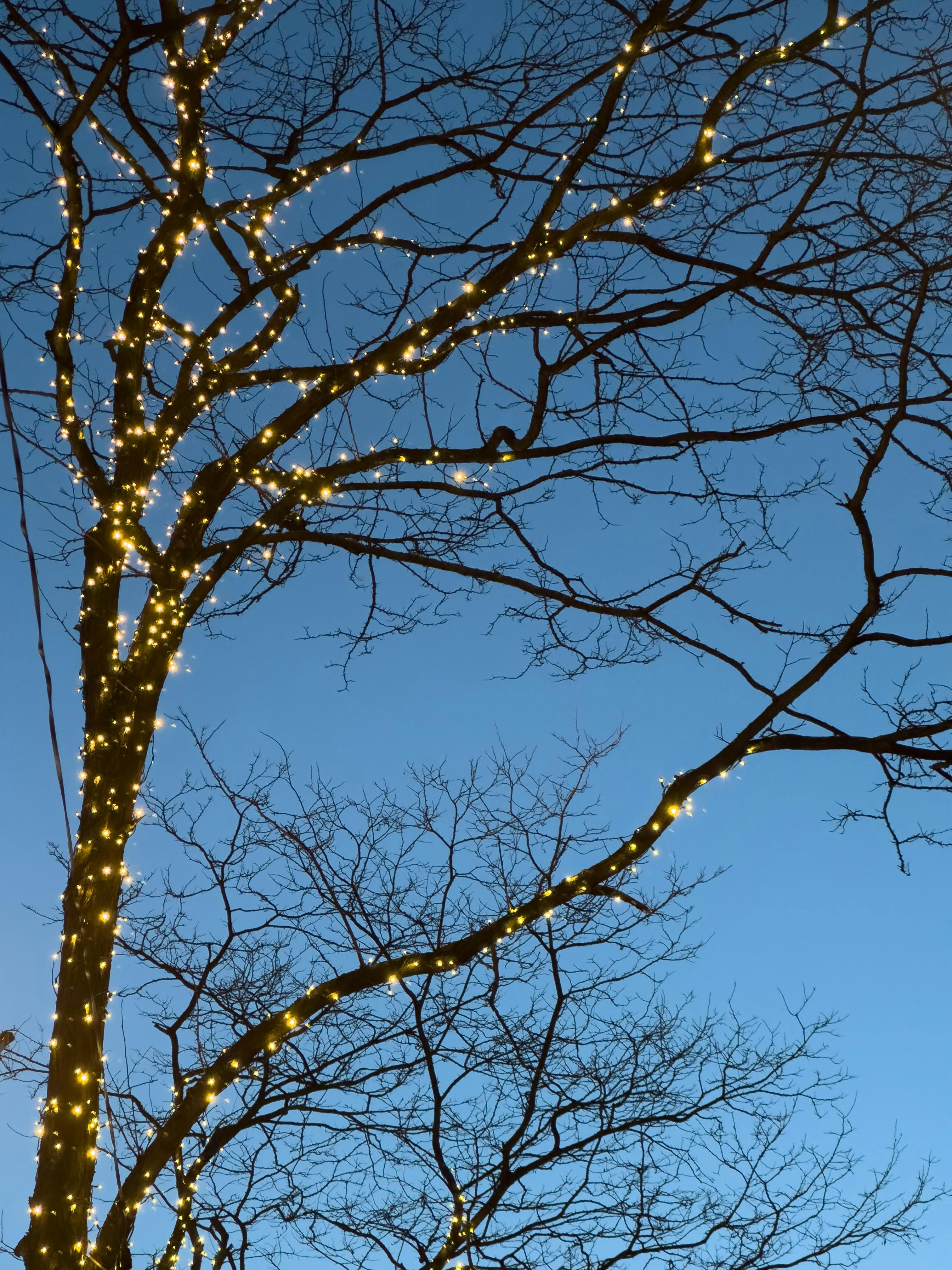 A beautiful leafless tree adorned with twinkling lights against a clear twilight sky in Amsterdam.