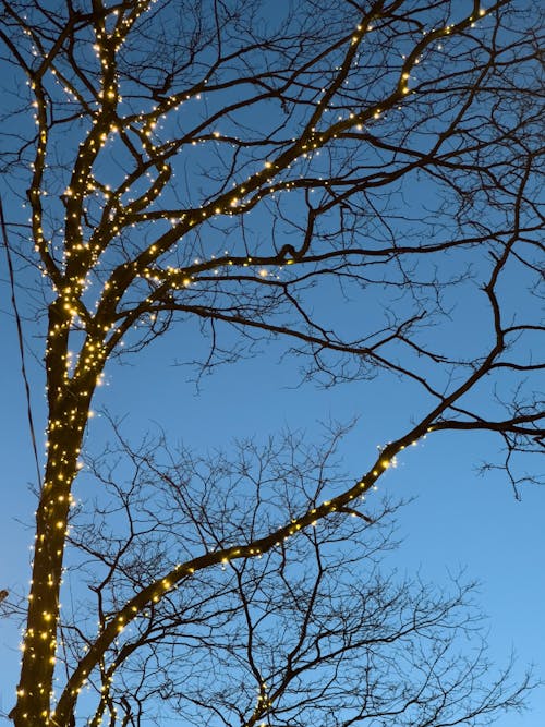 Christmas Lights on the Branches of a Leafless Tree
