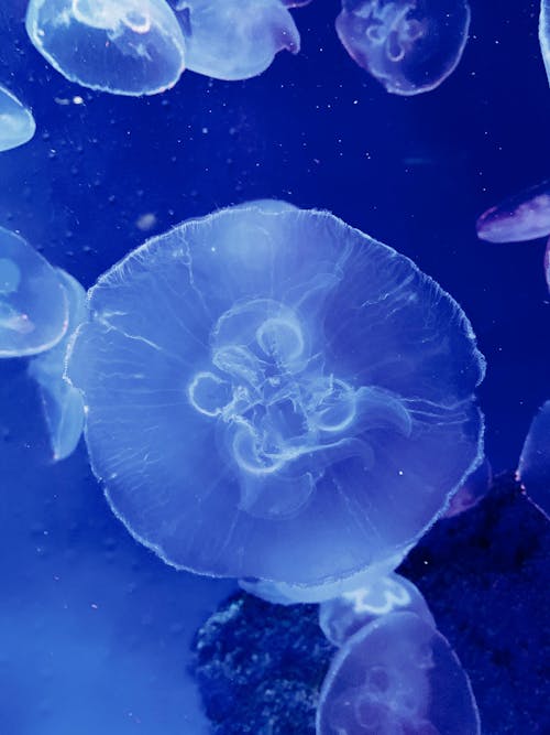 Jellyfish in Aquarium
