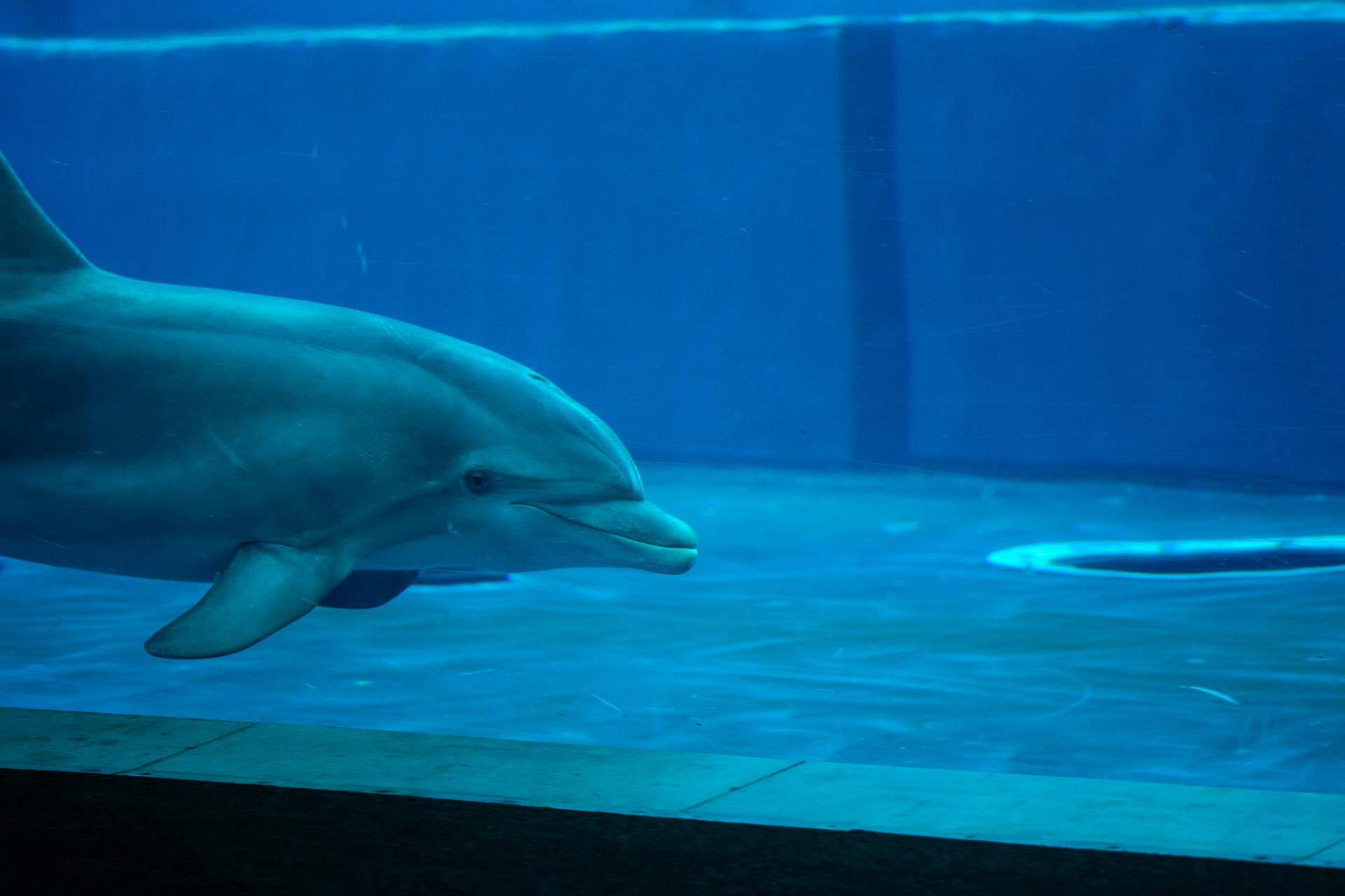 Bottlenose dolphin swimming gracefully in a clear aquarium exhibit tank.
