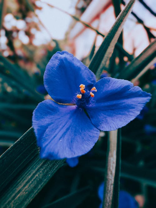 Close-up of Birdbill Dayflower 