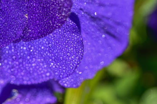 Close-up of Wet Purple Flower Petals