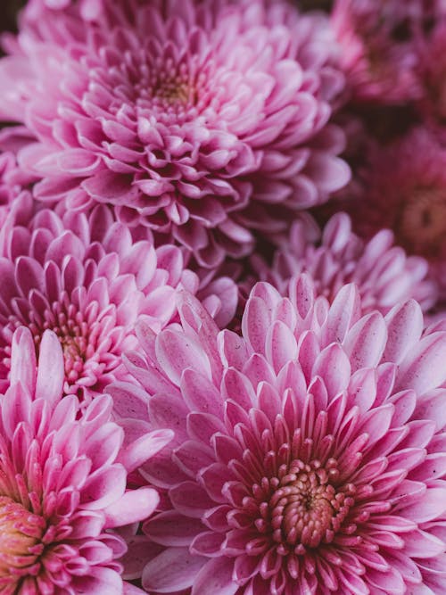Close-up of Pink Chrysanthemum Flowers 