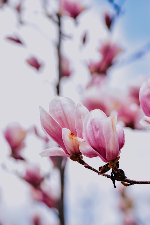 Close-up of Magnolia Flowers on a Tree