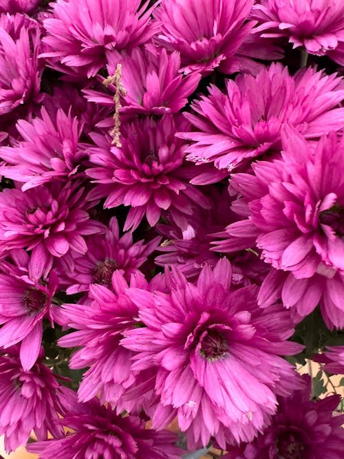 Bunch of Pink Chrysanthemum Flowers