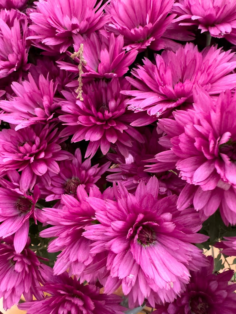 Bunch Of Pink Chrysanthemum Flowers