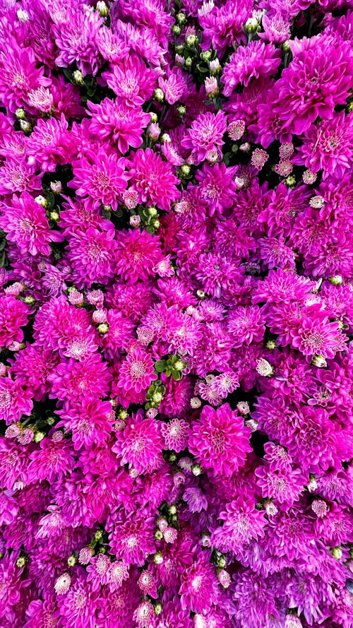 Closely Growing Purple Chrysanthemums