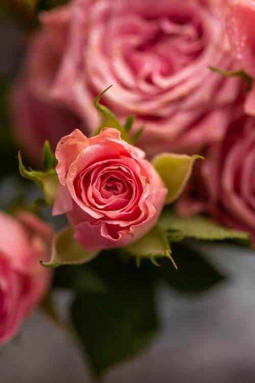 Free Beautiful close-up of fresh pink roses with vibrant petals, ideal for floral themes and romantic concepts. Stock Photo