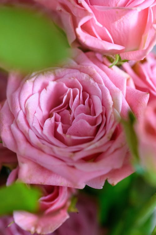 Close-up of a Pink Rose
