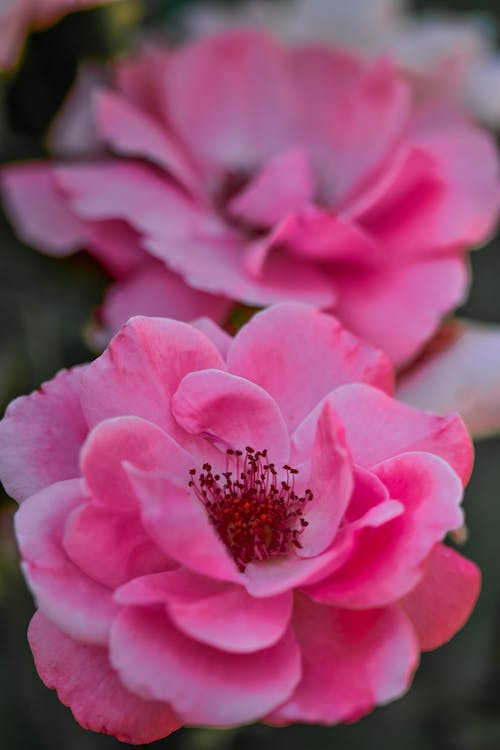 Blooming Pink Camellia Flowers