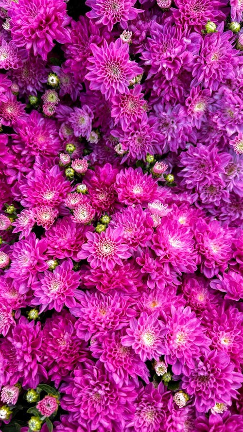 Close-up of Pink Chrysanthemum Flowers