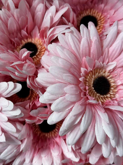 Close-up of Pink Gerbera Flowers