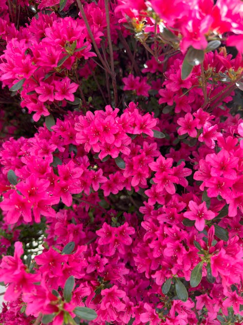 Pink Flowers of Azalea Shrub