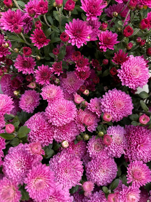 Abundance of Pink Flowers