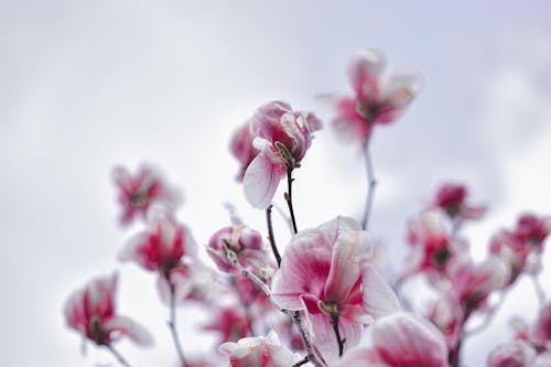 White and Pink Magnolia Flowers