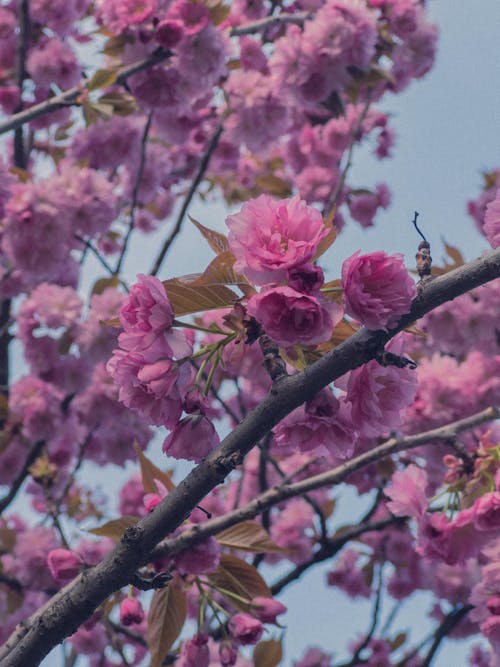 Clusters of Pink Flowers Blooming on Kanzan Tree Branches