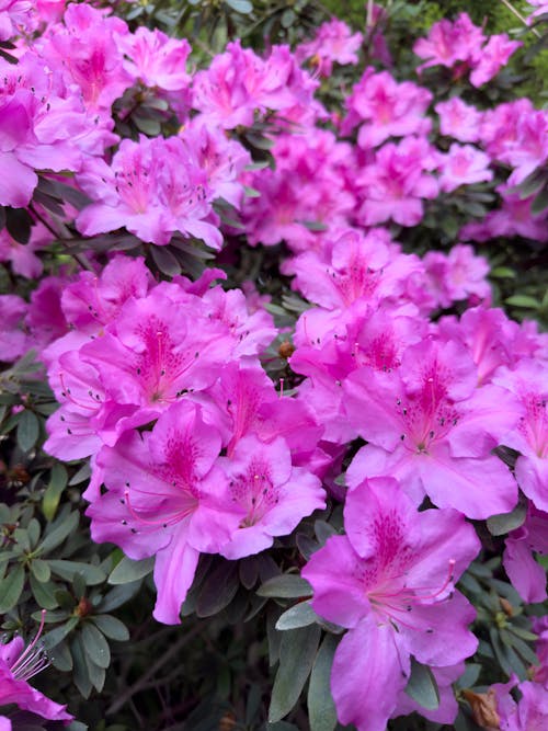 Shrub of Pink Azalea Flowers