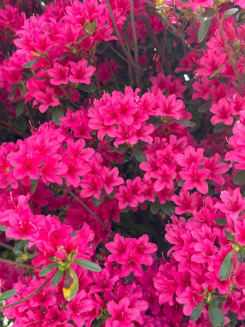 Gratis stockfoto met azalea, bloeiend, bloemen