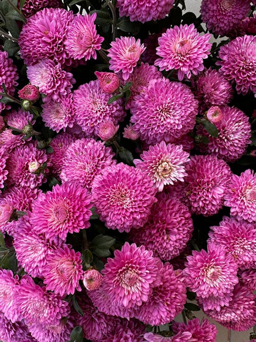 Close-up of Pink Chrysanthemum Flowers