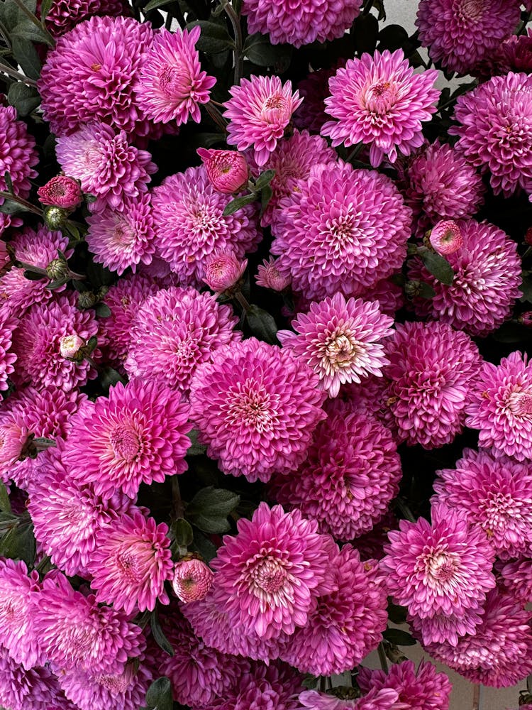 Close-up Of Pink Chrysanthemum Flowers