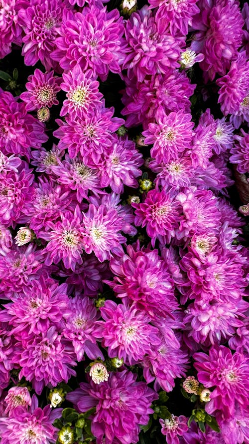 Close-up of Pink Chrysanthemum Flowers