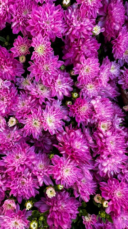 Free Stunning close-up of vibrant pink chrysanthemums showcasing delicate petals in full bloom outdoors. Stock Photo