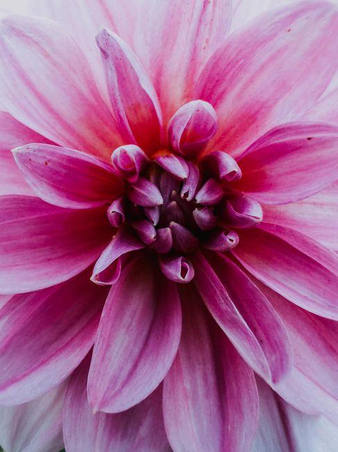 Detailed macro shot of a pink chrysanthemum flower showcasing its vibrant petals.