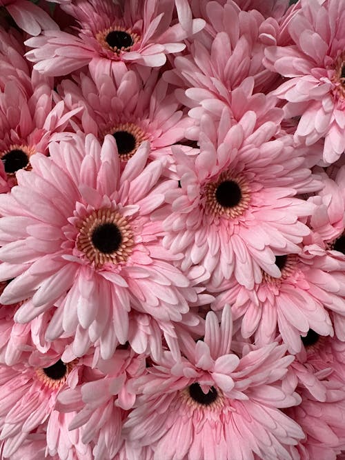 Close-up of Pink Gerbera Flowers