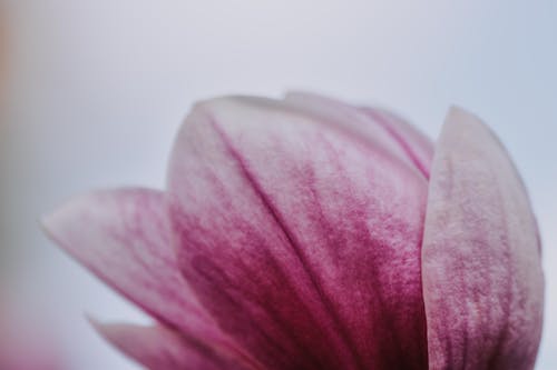 Close up of Pink Flower