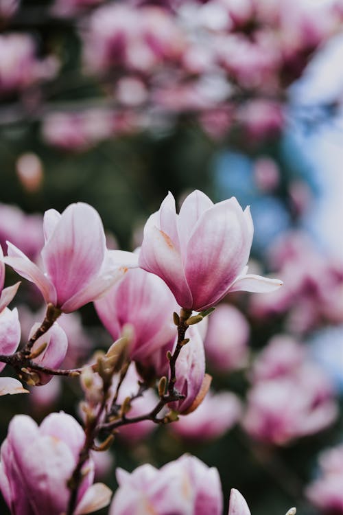 Close-up of Magnolia Flowers on a Tree