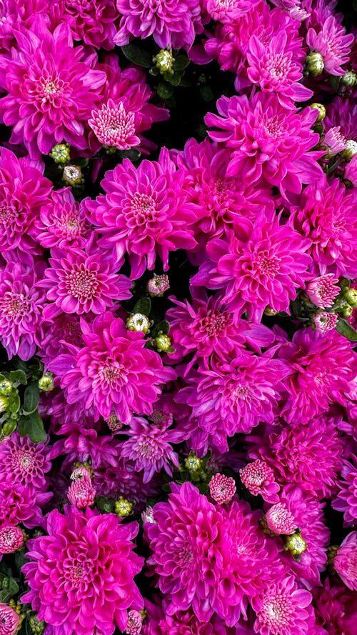 Top View of Pink Flowers