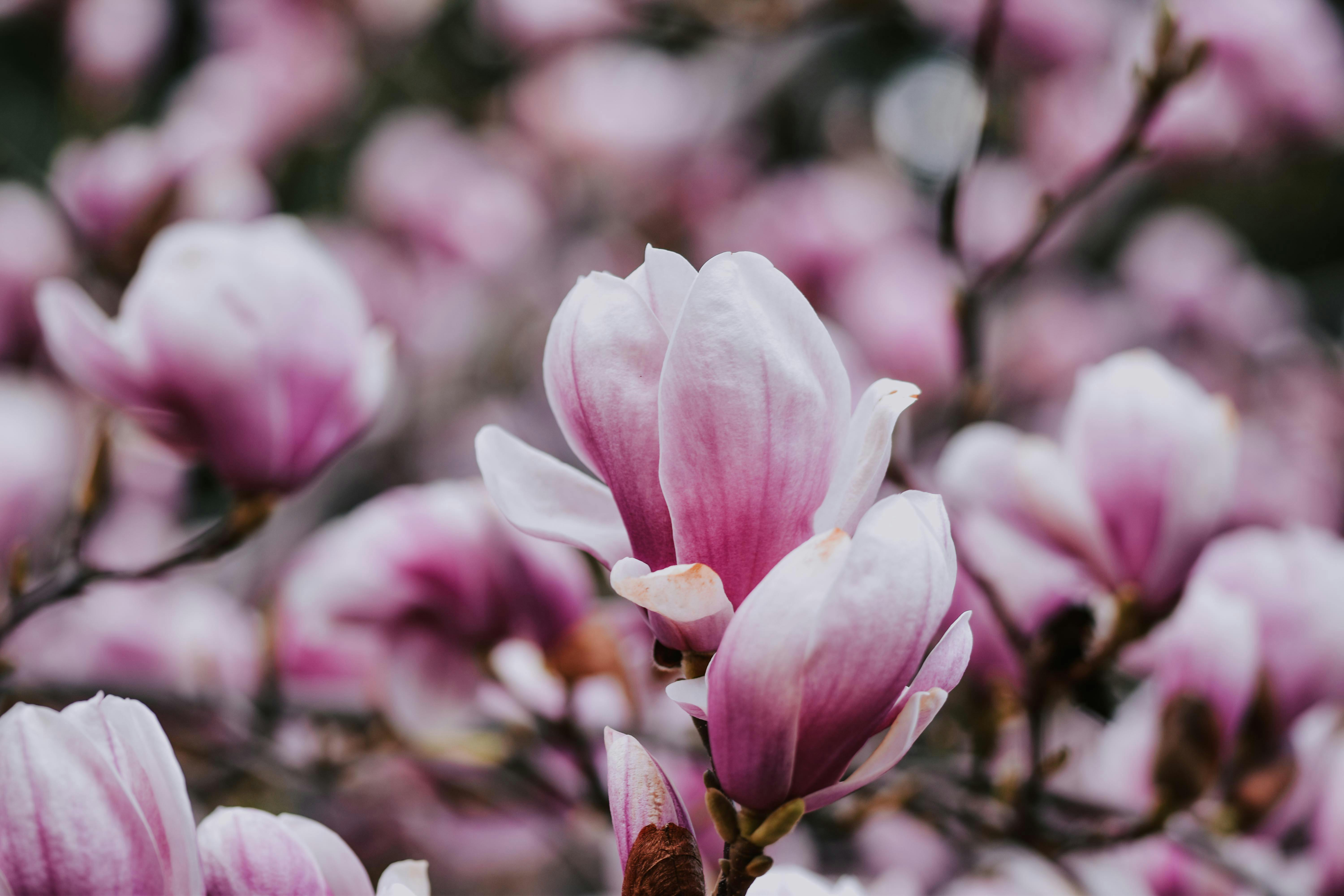 Magnolia’s AAA Hobbies To Close 2026 (Second Half). Iconic Hobby- Craft Emporium — Photo by Diana ✨ on Pexels