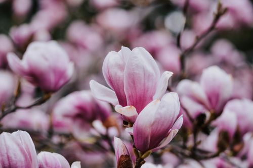 Free Close-up of pink magnolia blossoms on branches during springtime. Stock Photo