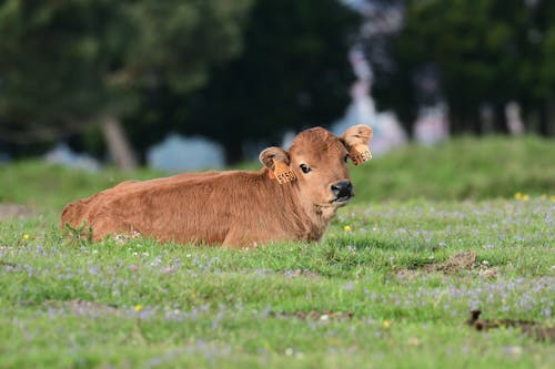 A Cow Lying on a Grass Field 