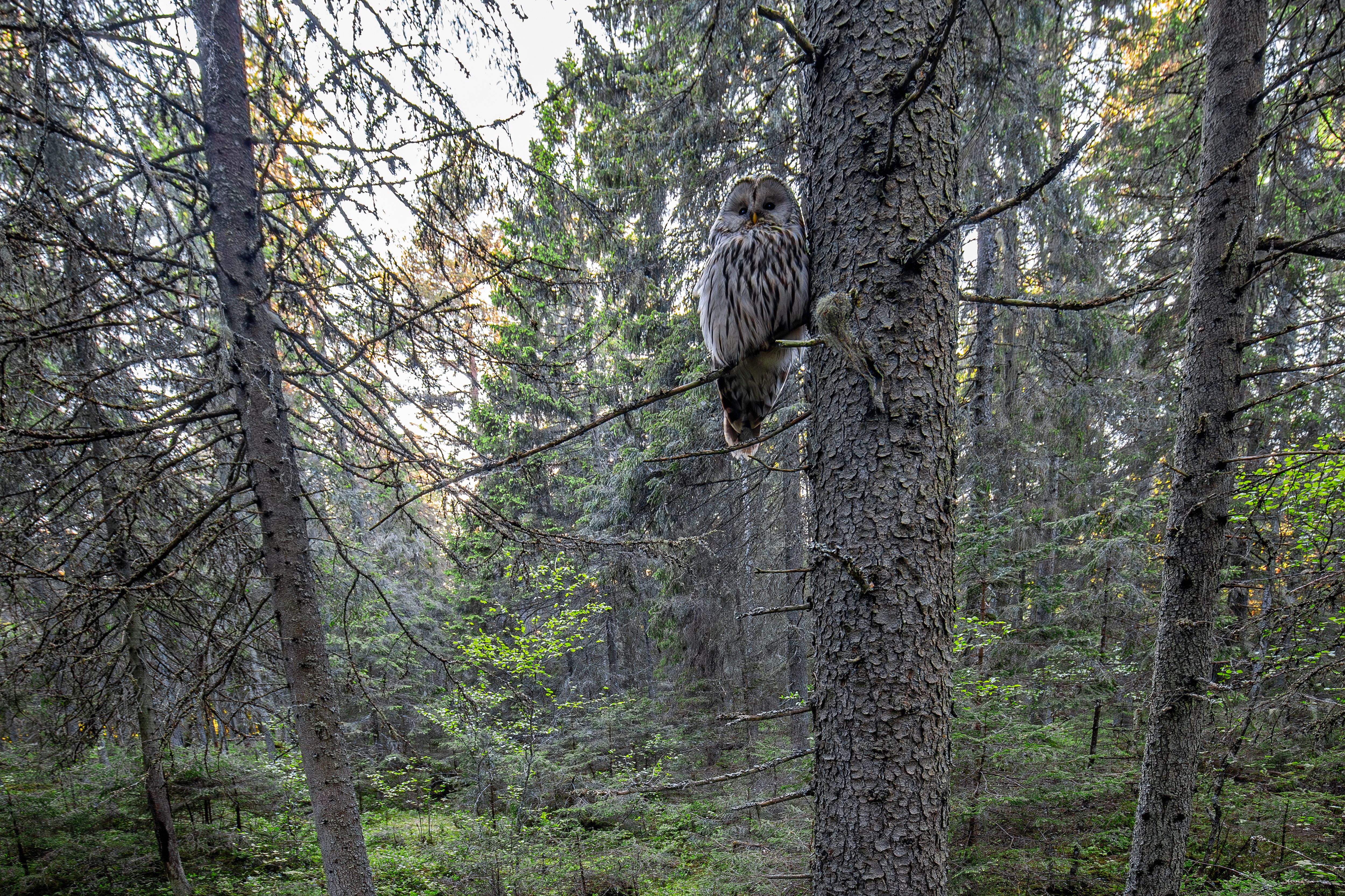 A majestic Ural owl calmly perched on a tree branch in a lush forest setting.