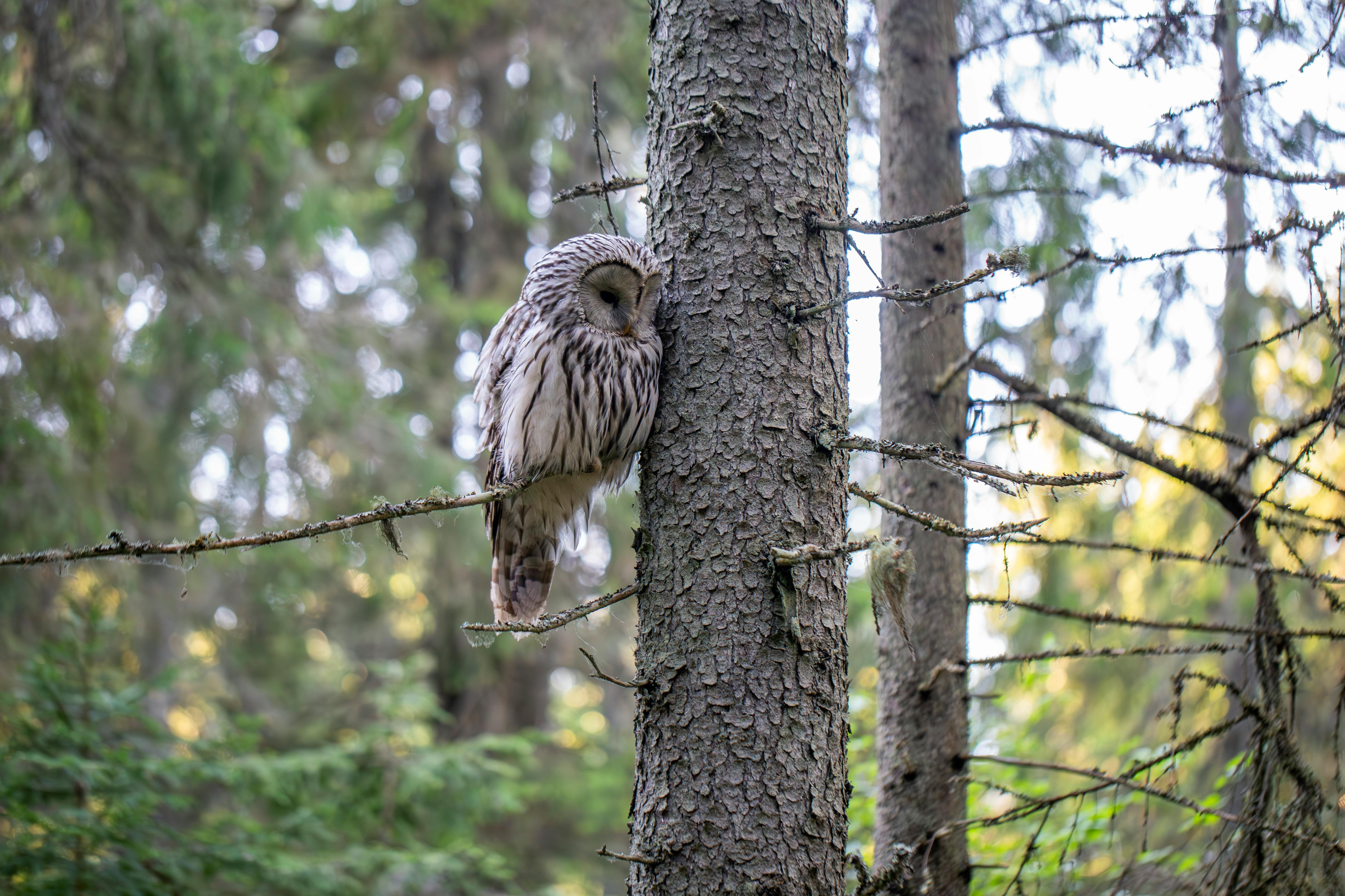 A small owl is sleeping on a tree
