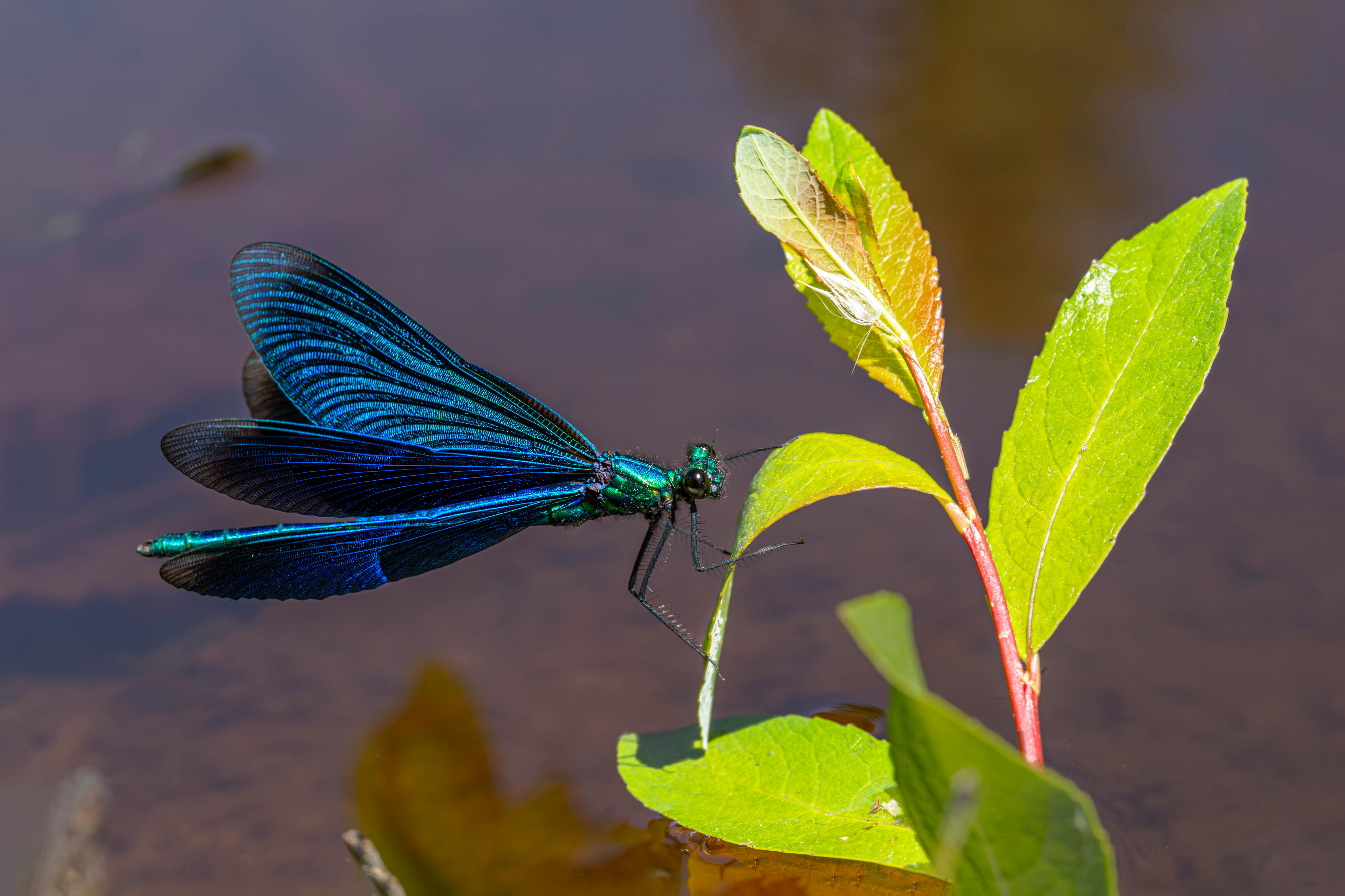 a blue dragonfly sitting on a leaf in the water