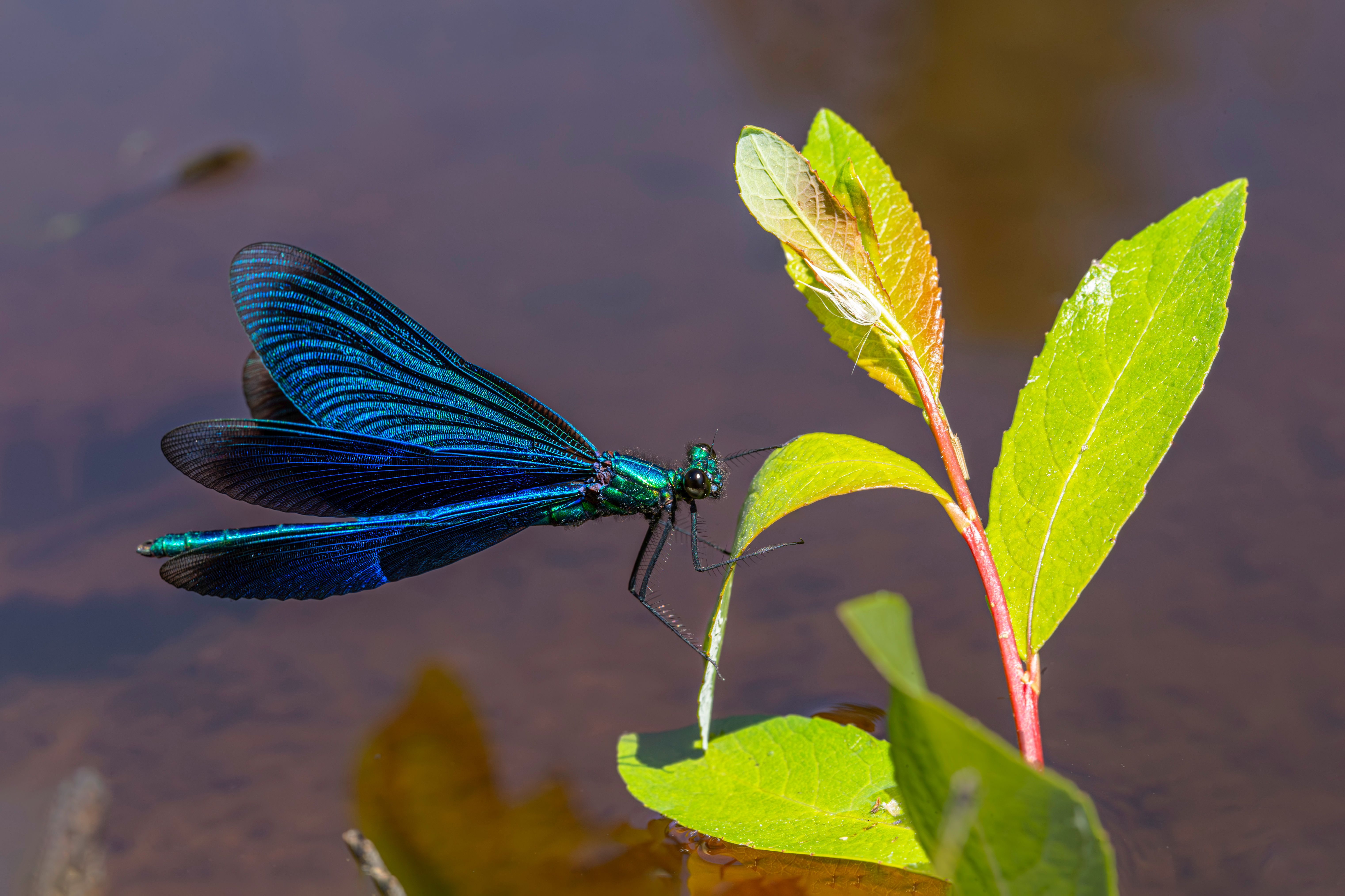 A blue dragonfly sitting on a leaf in the water · Free Stock Photo