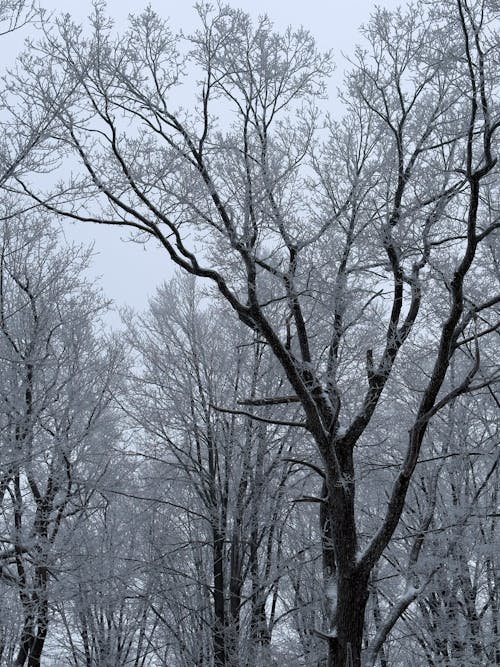 ağaçlar, buz tutmuş, dallar içeren Ücretsiz stok fotoğraf