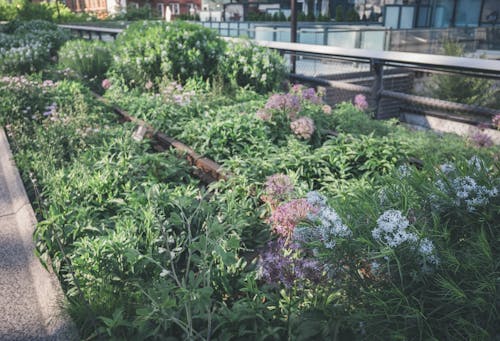 Bahçe, chelsea, demir yolu içeren Ücretsiz stok fotoğraf