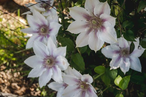 Happy Flowers